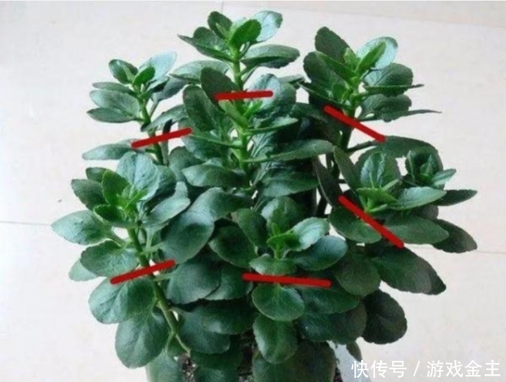 长寿花怎么摘心和修剪？让它爆发更多的侧枝，开更多的花花