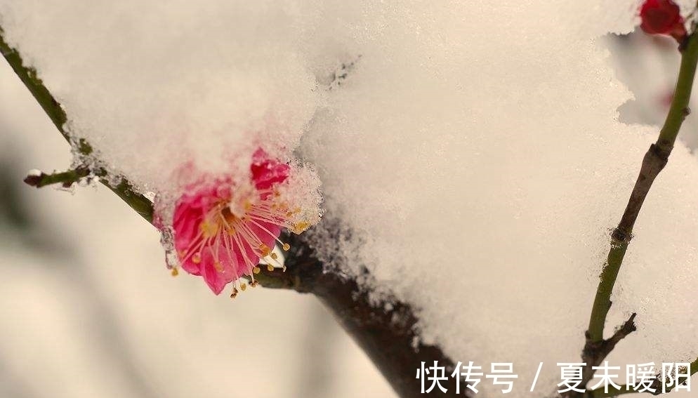 知心#陆游一首七律《梅花》：月色朦胧，花香满身，知心相遇，情思动人