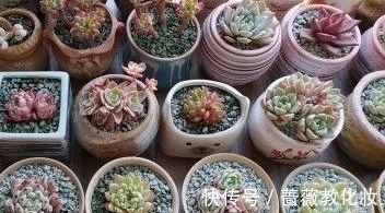 光照时长不足怎么养多肉,把握这些,也能养出好状态