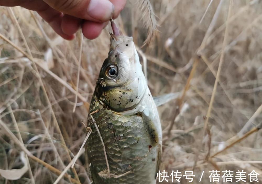 降温好钓鲫鱼?别逗了,做不到这两点,一口都没有很正常