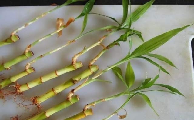 这6种花不用花钱买，随便切一刀撒到盆里，落地生根，变出很多盆