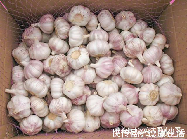 土法子|家里保存大蒜其实很简单,教你个土法子,别再担心大蒜长芽干瘪了