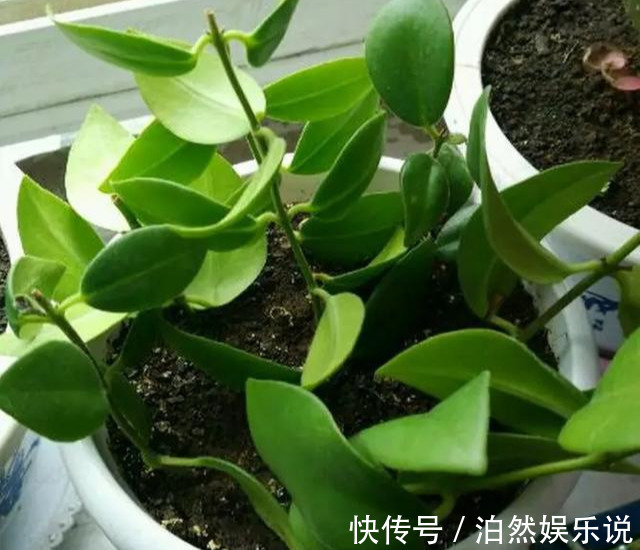 爆盆|养花技巧10种吊兰，好扦插，易爆盆，掐一根一插就是一大盆！