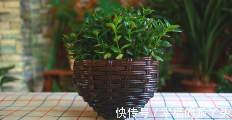 用完的油桶,做成花盆太漂亮,做完一个还想做