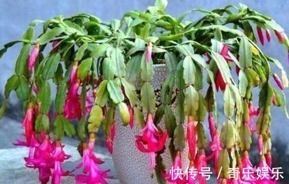 根壮|养蟹爪兰,盆里扔点“它”,根壮、叶绿,40天不管开爆盆,简单!