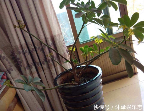 枝条|鸭掌木好看、还能吸甲醛,很多人却养不好,其实掌握3个本领就行