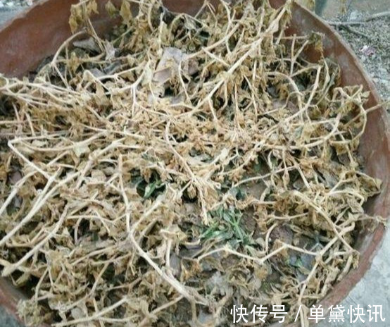 这5种花随便掐个枝就活,新手懒人花友千万别错过!
