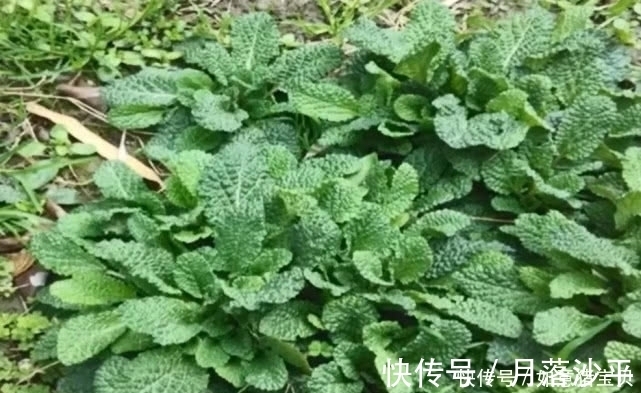 猪耳草|这种野草其貌不扬,农民看到就随手拔掉,殊不知它还是名贵中药材