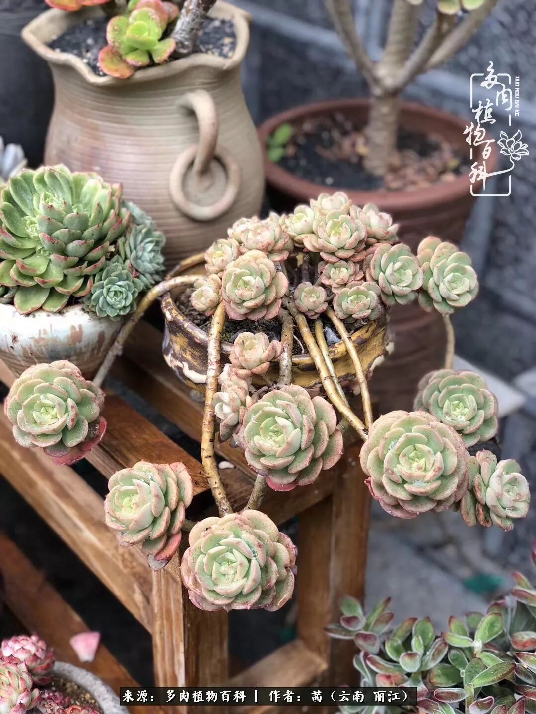 一年四季不同景,一院多肉陪我后半生!