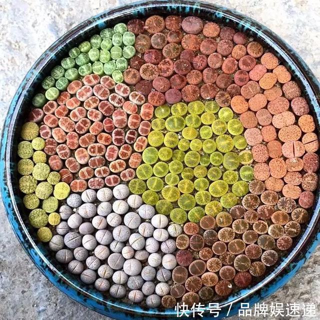 多肉拼盘玩一次就上瘾，这些创意拼法，你一定喜欢