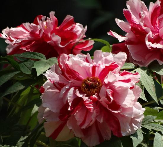 暗处|家里“3种花”不能见光,放暗处“摆好”,叶片油亮、花儿开得旺