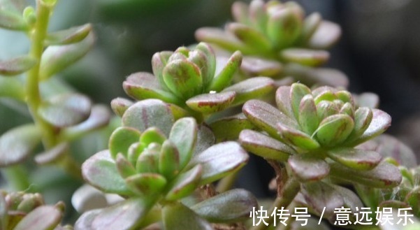 莲华子|五种一开花爆盆的多肉,漂亮好养懒人必备,漂亮好养惹人爱,呆萌