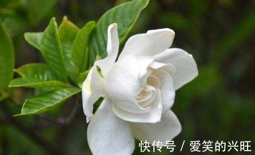 酢浆草|家里阳台必养此款花卉,耐寒易打理,美不胜收,一年四季都赏花