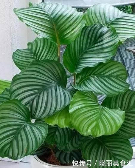 这些流行花卉,一个比一个难养,大多活不过一年,浪费钱