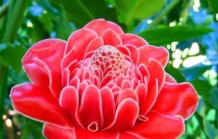 家里就养4种花,养人又旺财,开花富贵吉祥,变成有钱人!