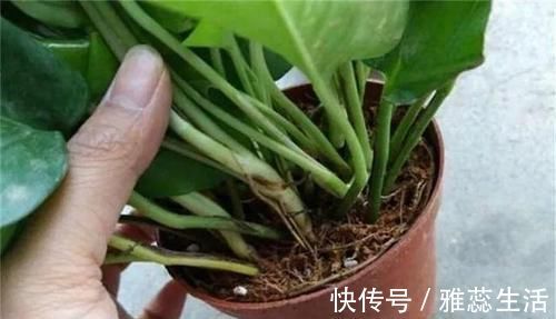 喜欢养花,买一盆烂一盆?问题出在这里,跟着养护专家学起来