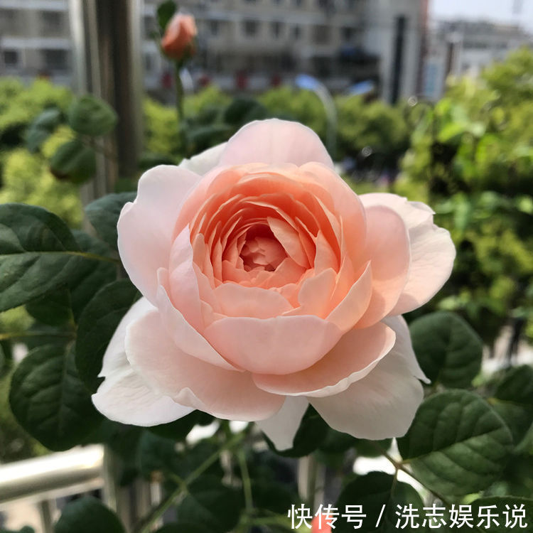 克里斯蒂娜|喜欢菊花,首选“国华系列”国华雨露,似菩萨宝座,雍容端庄