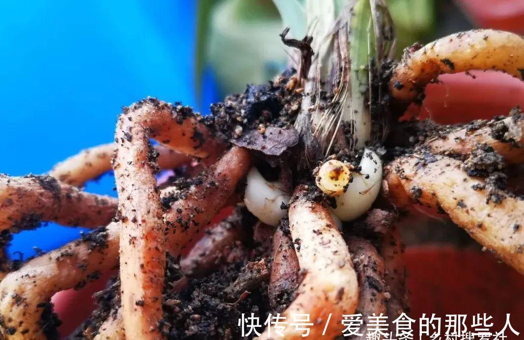 兰花茎腐病不要怕，4步操作就能养活开花，历时30个月