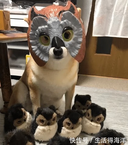 间谍|来自汪星的间谍,经常游走各种动漫本汪可塑性还是很高滴!