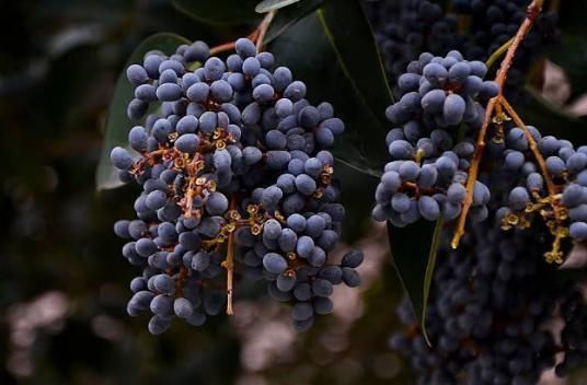 泡水|天然“雄激素”终于找到了,坚持泡水喝,助你养出健壮肾脏!