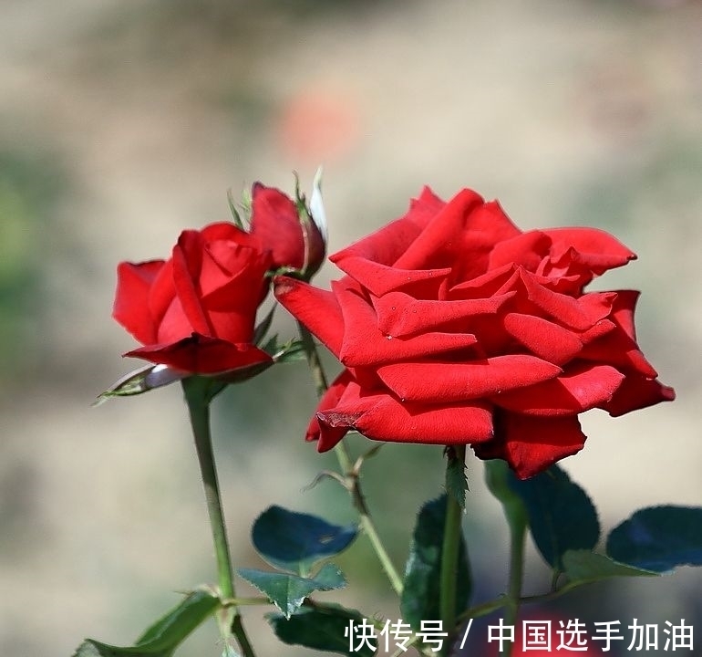 桃花旺|9月下旬，喜鹊叫不停，月老相伴桃花旺，喜牵真爱的4大生肖