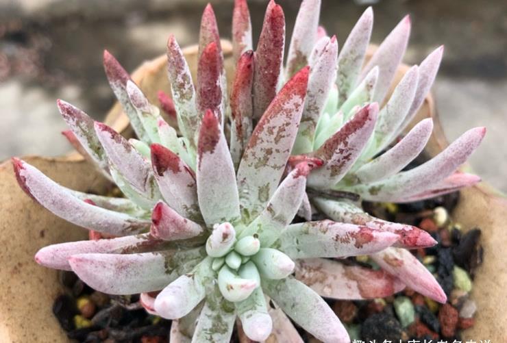 爱杜丽丝|多肉爱杜丽丝好不好度夏?如果你像我这样养的话,那度夏自然不难