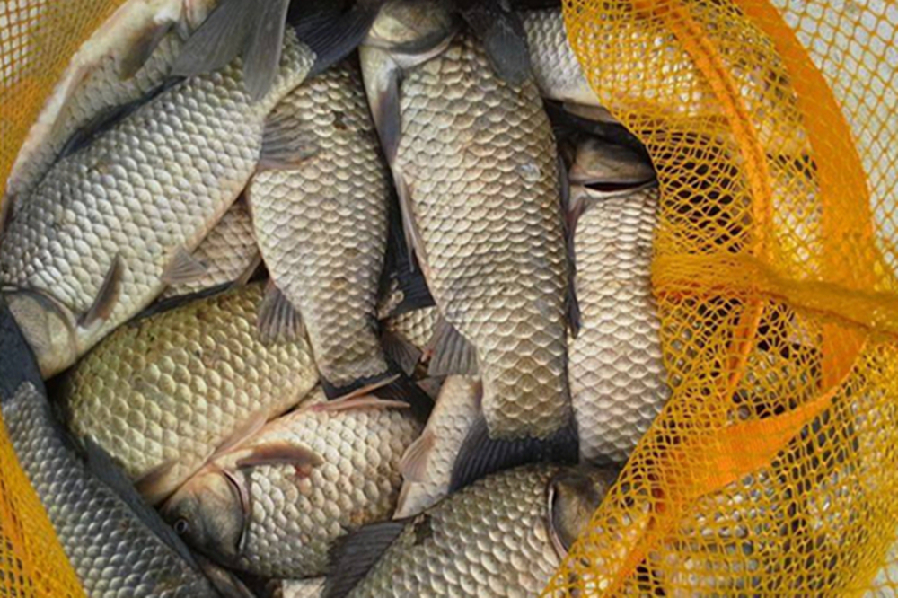 钓鱼|蚯蚓被钓鱼人称为万能饵，直接使用只是初级版，加强版你会用吗