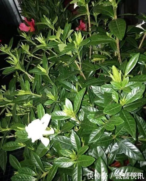 春剪|茉莉花栀子花的修剪,记住“冬轻春重”,分枝长的多,开花不停歇