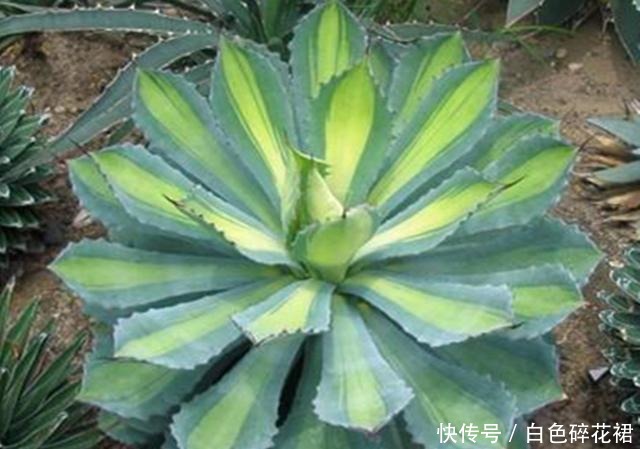 龙舌兰科|春天养龙舌兰,只需做1件事,一盆变多盆,很快成龙舌兰“大户”