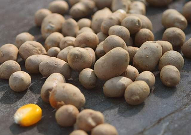 这东西十块钱三斤，比山药好吃养人，粉糯香甜，家人常吃对脾胃好