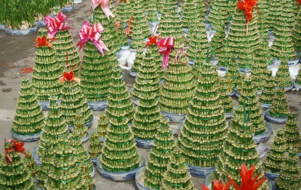 3款“低档花”,一年之后变“老桩”,即镇宅又养人,福气满满