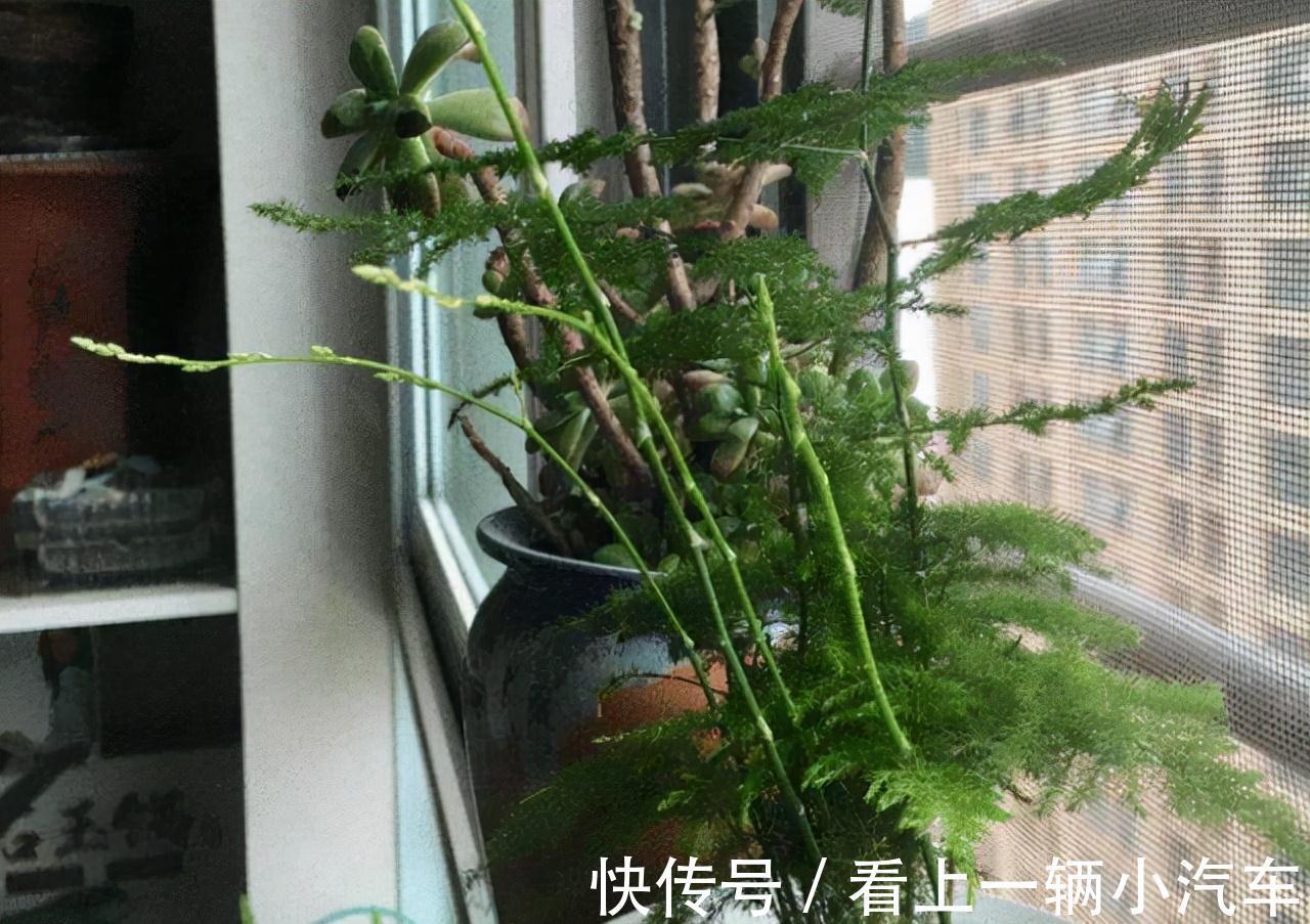 十二月养文竹,在“三位置”留点水,芽笋“咕噜”冒,养成小老桩