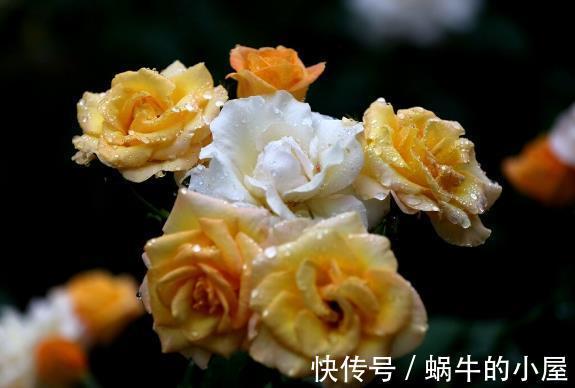 栽种|九月,很多养花人要笑了,因为7个好消息接踵而来