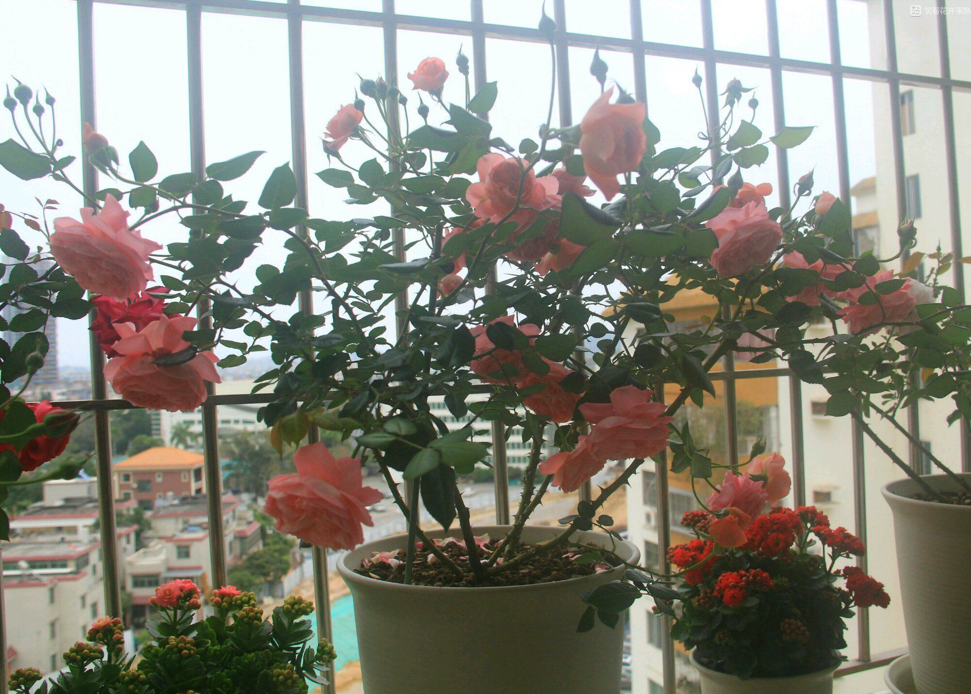 中国产的优秀月季花，不输欧月日月，花型美、花期长，你值得拥有