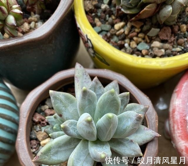 度夏|绿了也是心头肉,开始为度夏担忧!