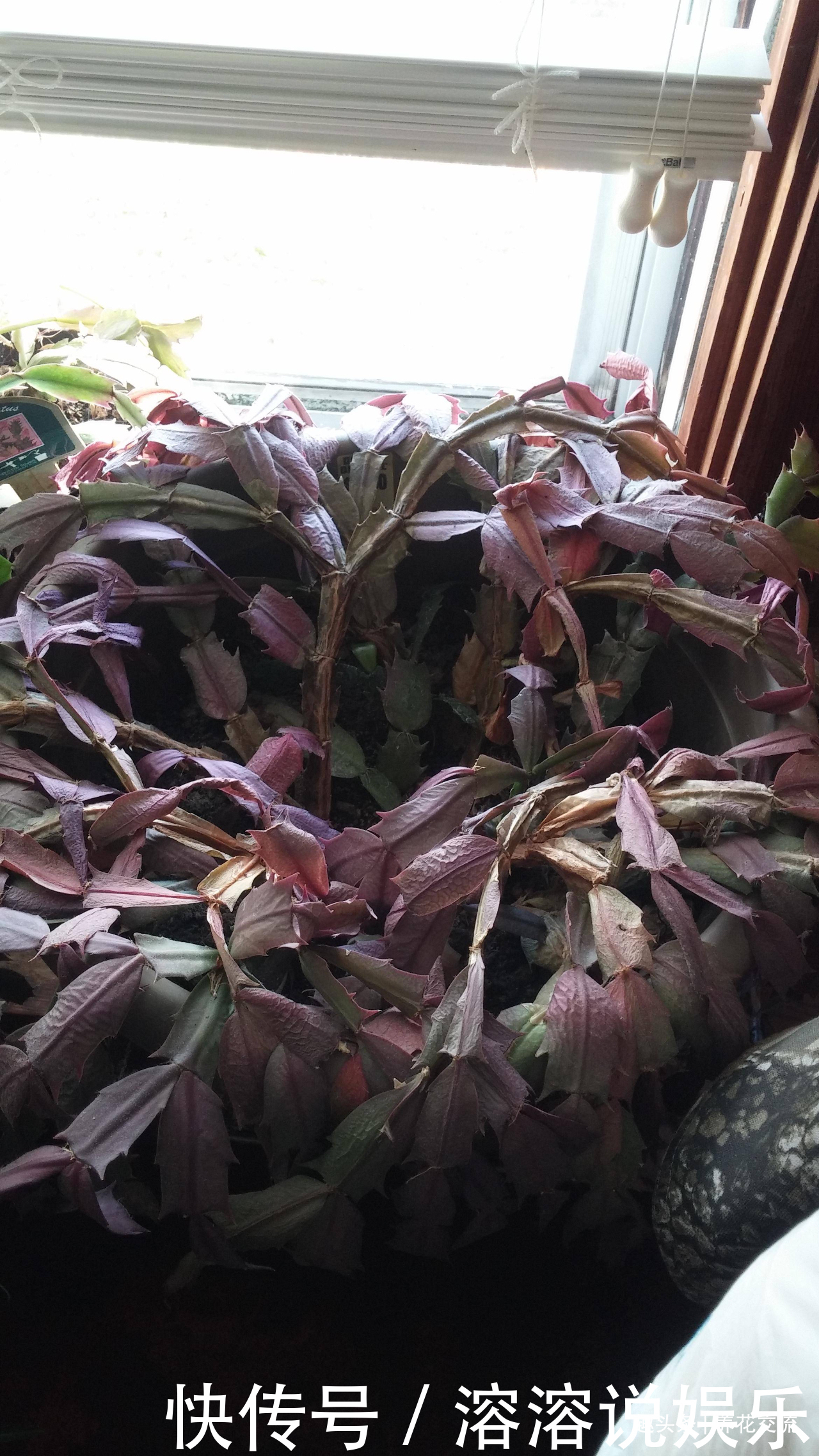 花盆|养盆栽蟹爪兰掌握10点就足够,看完就知道为啥叶子干瘪、不开花