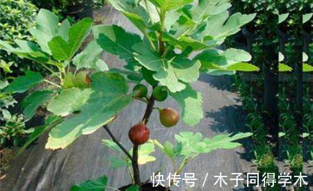 无花果什么时候换盆好，换盆要注意什么