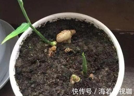 生姜|怕生姜涨价年年如此栽种一盆，开花能驱蚊蝇，结果多到吃不完