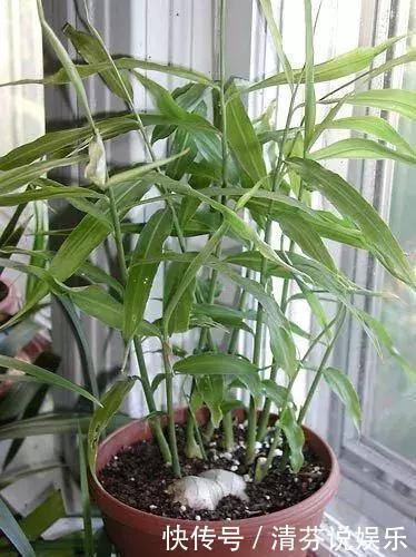 胡萝卜头|5种蔬菜吃完根别扔,丢水里就疯长,7天养成花,比绿萝还要美