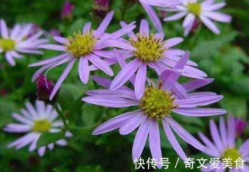 阳台|阳台养花,不妨试试此4款植物,花色艳丽灿烂无双,美观大气
