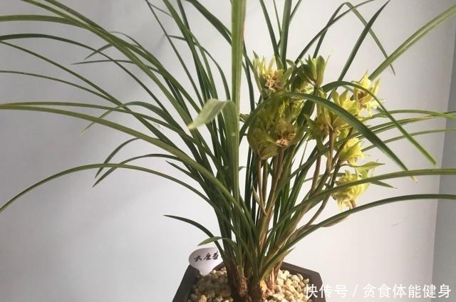 曾经的天价兰花,现在很便宜,花香浓郁,养护简单,很值得栽培!