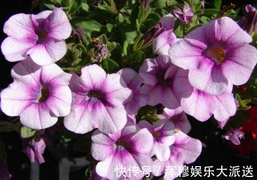 喜欢菊花，就养“珍奇名菊”绿安娜，绿色花朵上开白花，惊艳！