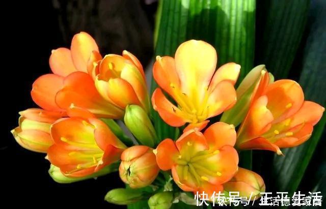 腐叶土|养君子兰，有二多一少，赶紧收入囊中，年底开花娇艳出众