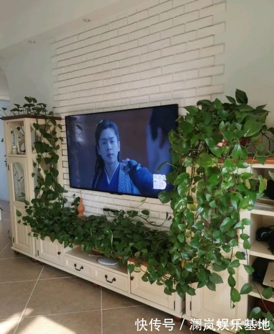 长寿花|养坏了几十盆花,才总结出来的避坑心得,养花新手看这篇就够了