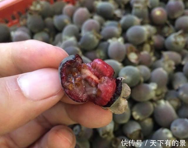 捻子|山中一种野果，人称“山捻子”，一点不起眼却价值高