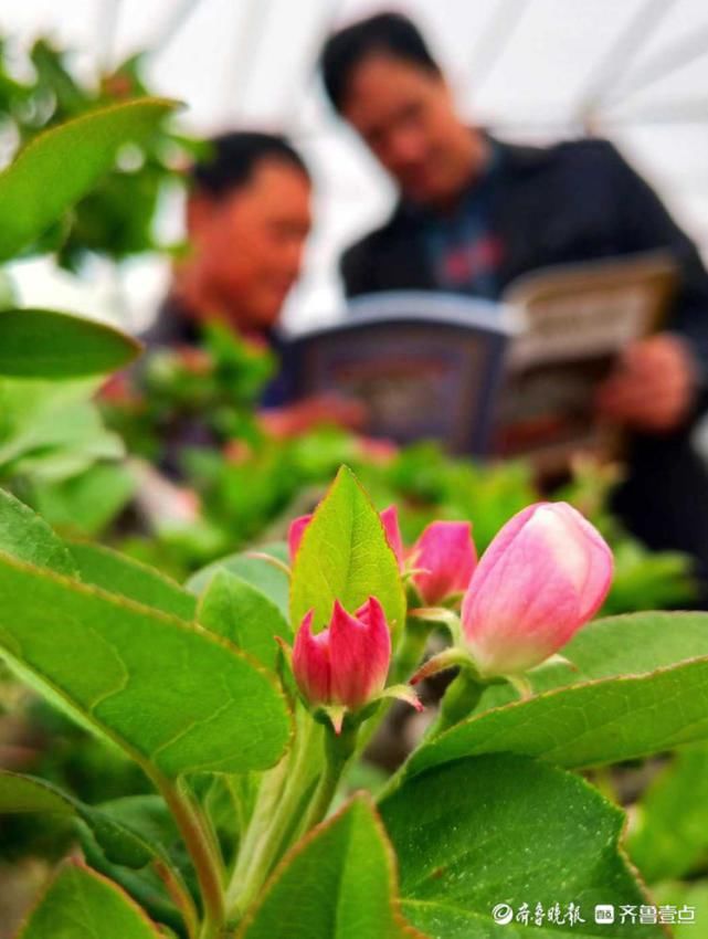 春天最适合赏花啦！临沂郯城一大棚里海棠花开艳丽多姿