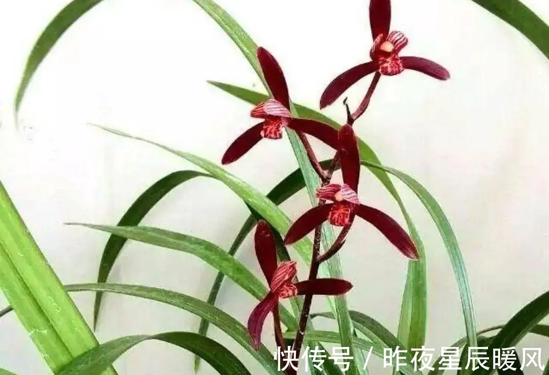 这种顶级兰花，珍贵又稀少，色艳香浓，每年开花4、5次，值得珍藏