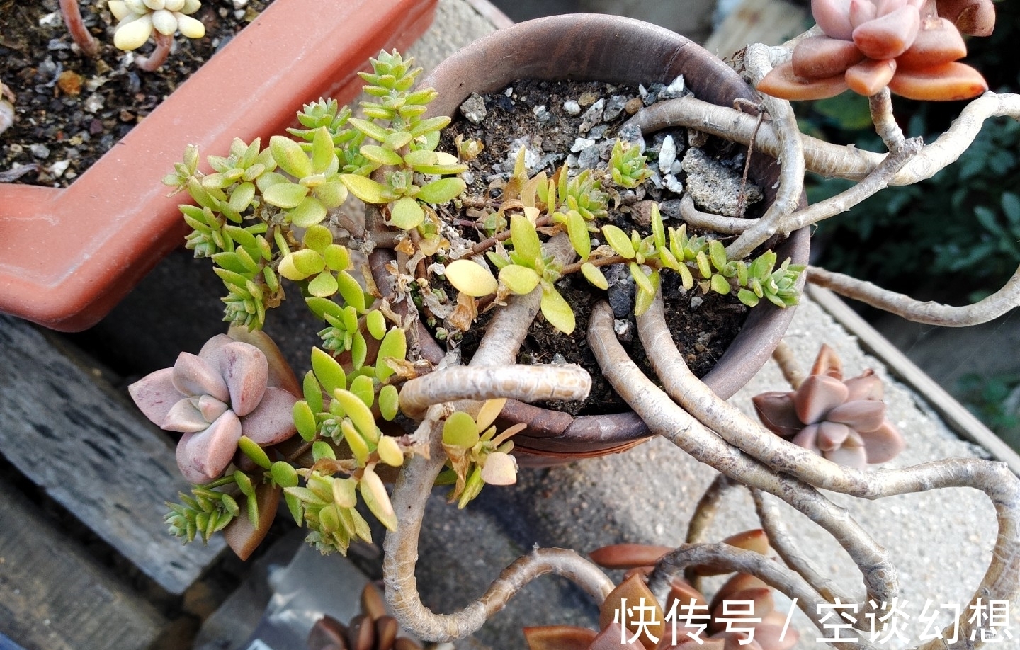 姬胧月好养活,叶子插入土里会生根,后期管理要注意这些