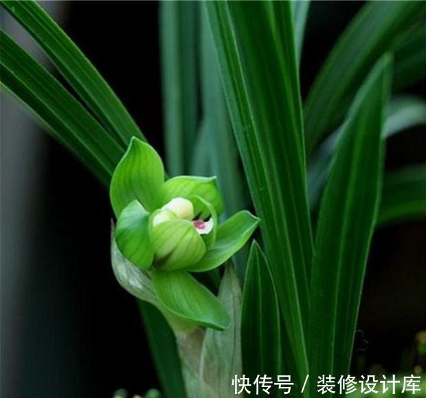 春兰皇后绿云，美丽不可方物，姿态奇异，美丽至极