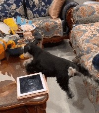 |搞笑GIF:昨天领女友回家吃饭,只顾着看她了,全家人大气都不敢喘一下